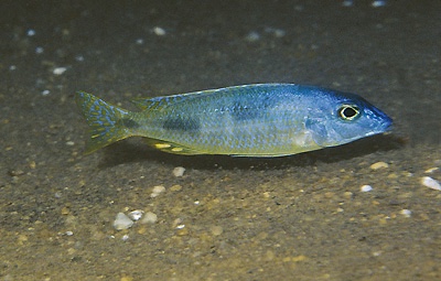 Otopharynx styrax 'Ntekete'